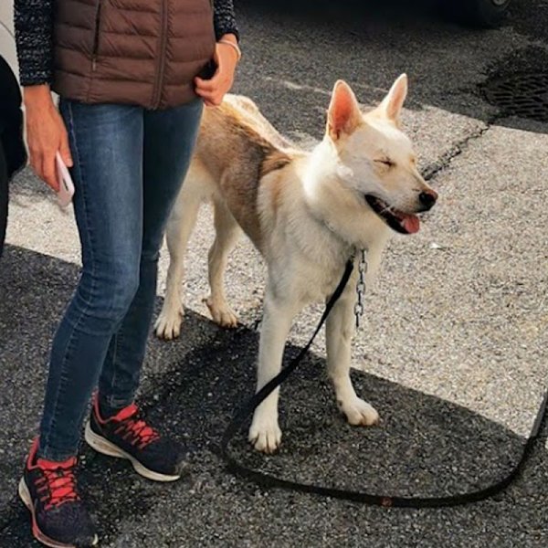 SaveYourDog - photo 3