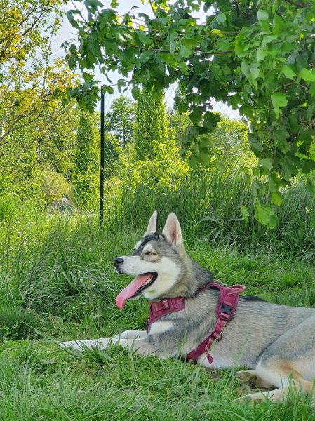Parc à chiens du Parc de la Tire - photo 1