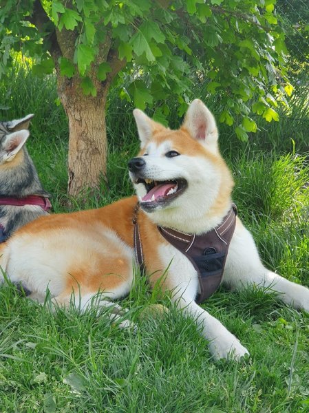 Parc à chiens du Parc de la Tire - photo 3