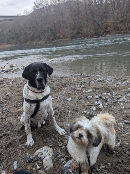 WOOF ACADEMY 74 / Educateur canin / Haute-Savoie - photo 1