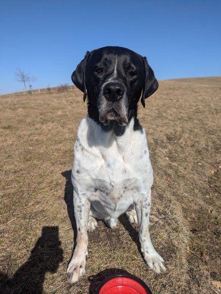 WOOF ACADEMY 74 / Educateur canin / Haute-Savoie - photo 2