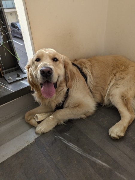 WOOF ACADEMY 74 / Educateur canin / Haute-Savoie - photo 3