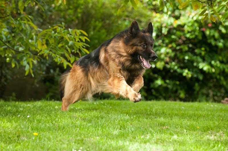 Elevage, pension et éducation canine Combe Delacquis - photo 1