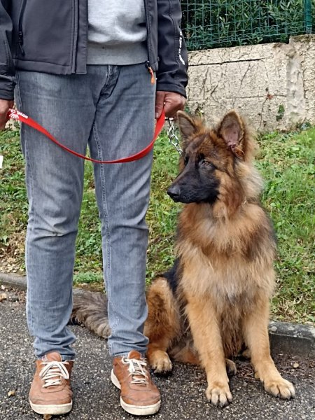 Elevage, pension et éducation canine Combe Delacquis - photo 2