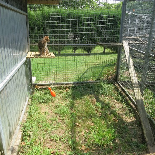 Elevage, pension et éducation canine Combe Delacquis - photo 3