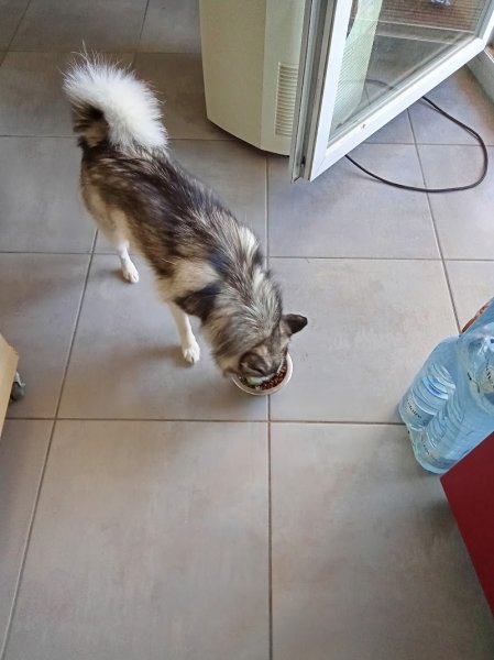 Au Bonheur des Chiens 97 route de La Boisse 01390 Tramoyes