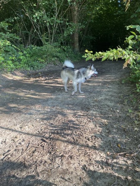 Au Bonheur des Chiens 97 route de La Boisse 01390 Tramoyes - photo 2