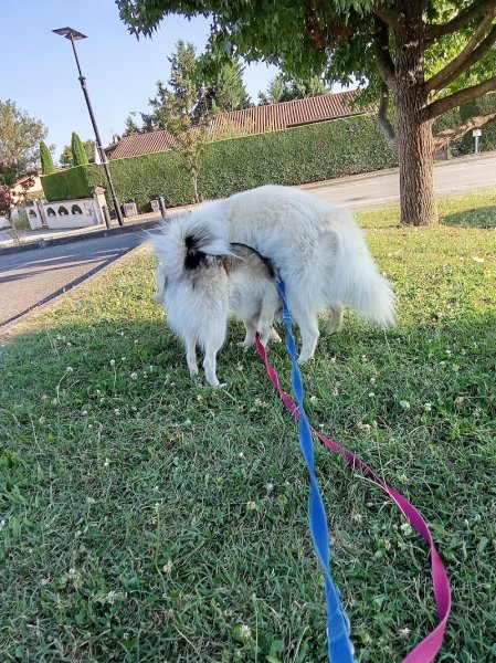 Au Bonheur des Chiens 97 route de La Boisse 01390 Tramoyes - photo 3