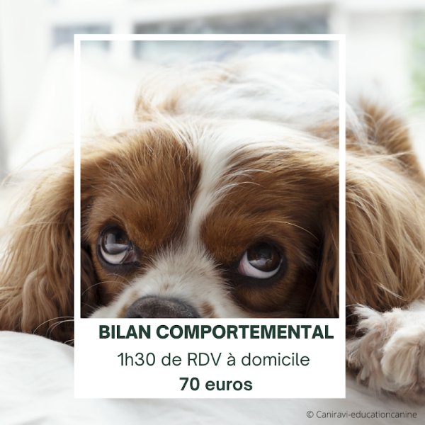 Cani'Ravi - Educateur canin à domicile - Vaulx-en-velin - photo 1