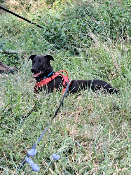 Cani'Ravi - Educateur canin à domicile - Vaulx-en-velin - photo 2