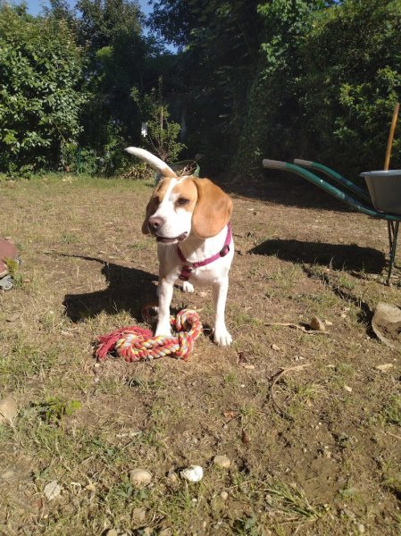 Cani'Ravi - Educateur canin à domicile - Vaulx-en-velin - photo 3