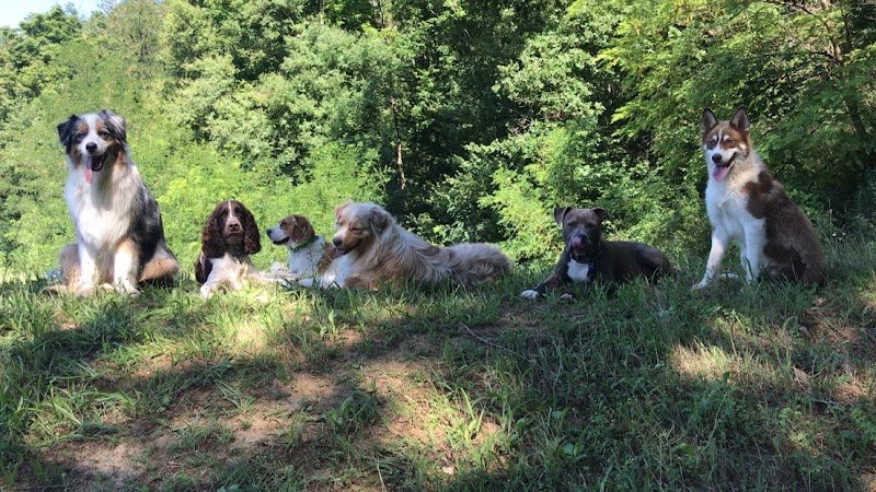 Dog Team - photo 2