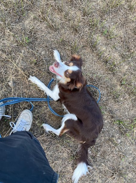 Entre pattes et nous - Educateur comportementaliste canin