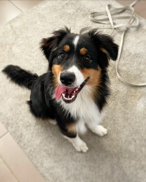 Entre pattes et nous - Educateur comportementaliste canin - photo 2