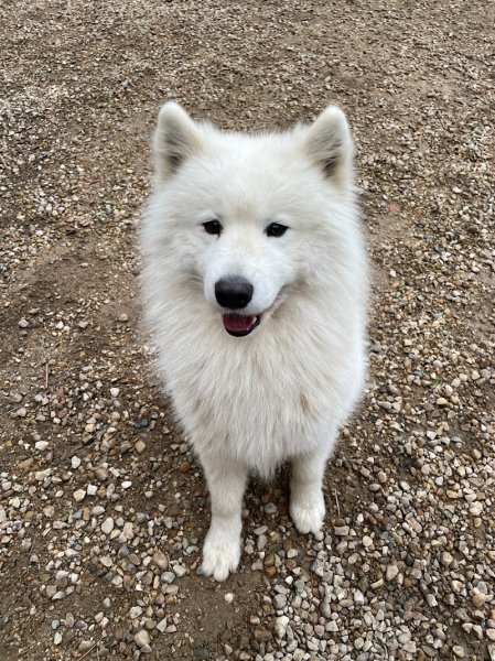 Entre pattes et nous - Educateur comportementaliste canin - photo 3