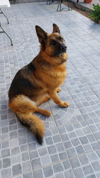 educ1chien - Romain Audigier - éducateur canin - comportementaliste -