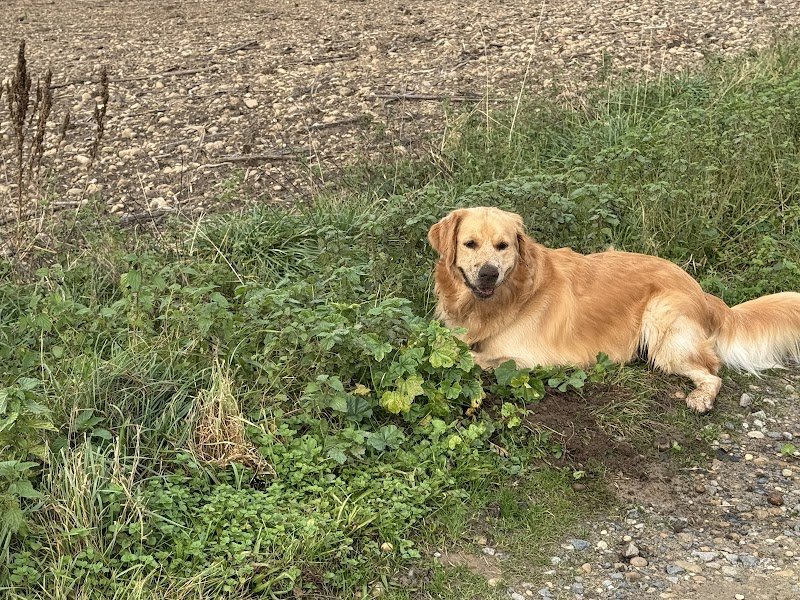 educ1chien - Romain Audigier - éducateur canin - comportementaliste - - photo 2