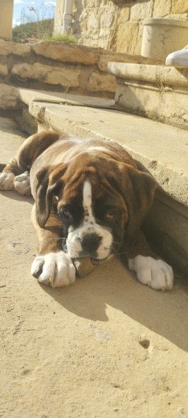 educ1chien - Romain Audigier - éducateur canin - comportementaliste - - photo 3