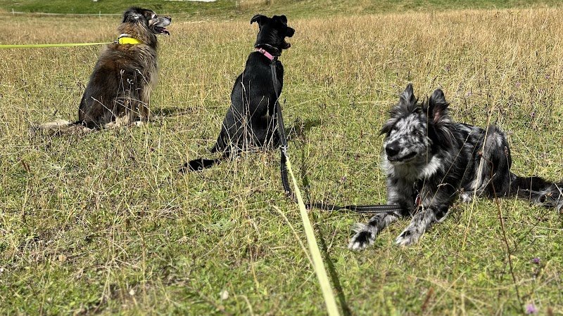 TEAM O´ DOGS - Educateur canin - photo 1