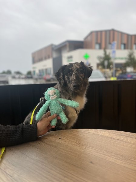 TEAM O´ DOGS - Educateur canin - photo 2