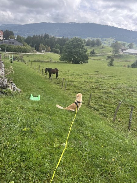 TEAM O´ DOGS - Educateur canin - photo 3