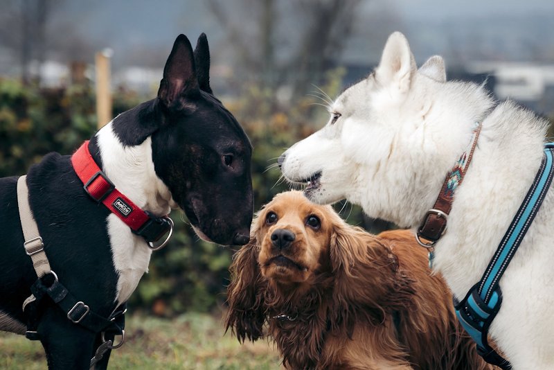 Ton Chien et Toi - photo 2