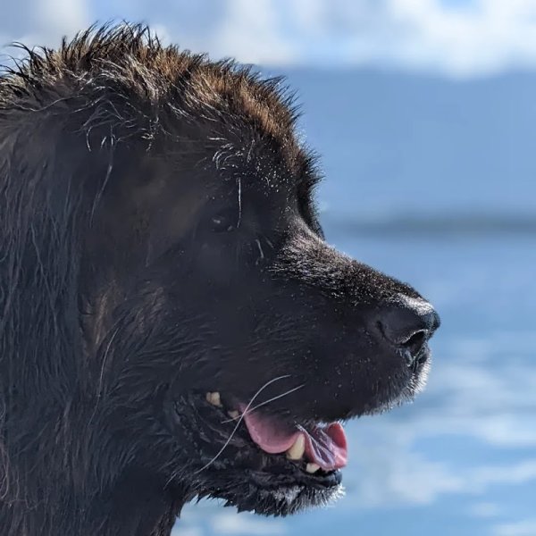 DogZone Education - photo 2