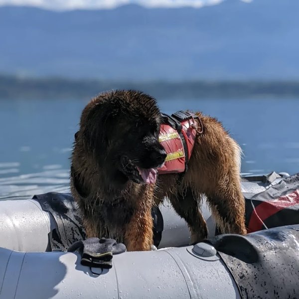 DogZone Education - photo 3