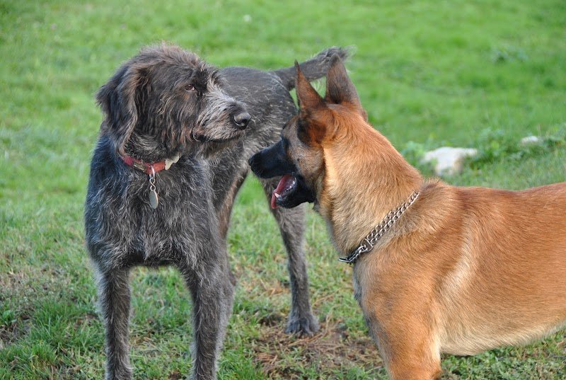 OXALI pôle canin - photo 1