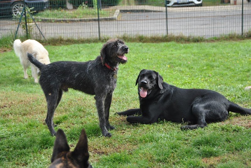 OXALI pôle canin - photo 2