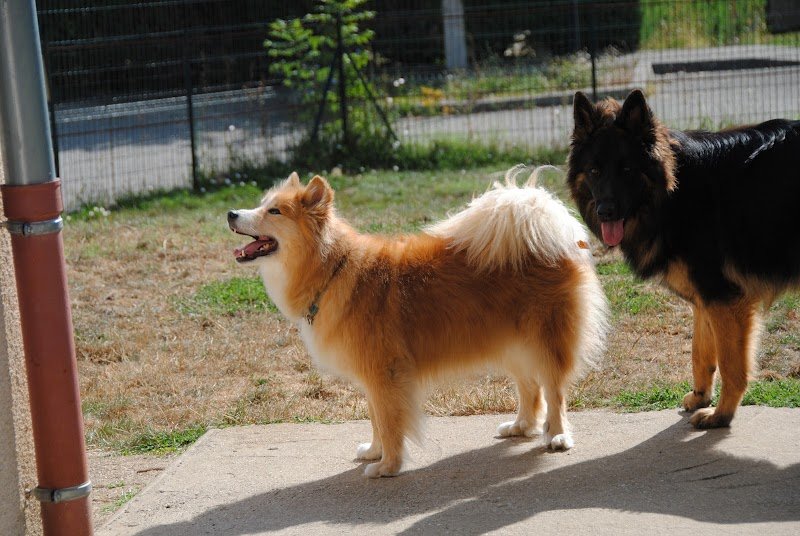 OXALI pôle canin - photo 3