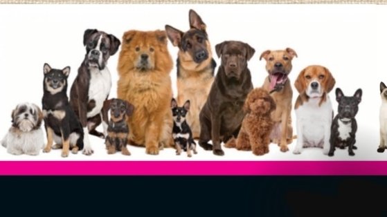 L'ESPRIT CANIN toilettage et pension pour chien