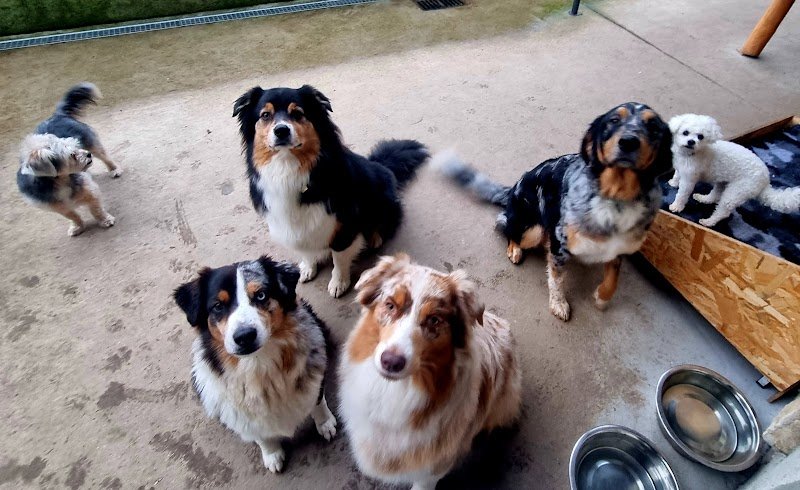 L'ESPRIT CANIN toilettage et pension pour chien - photo 2