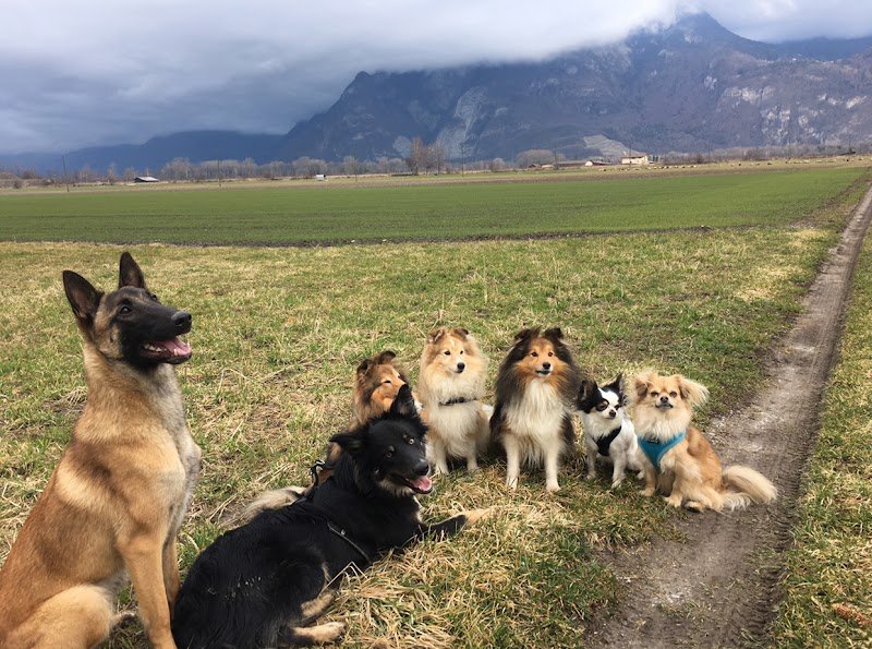 Betty Education Canine - photo 1