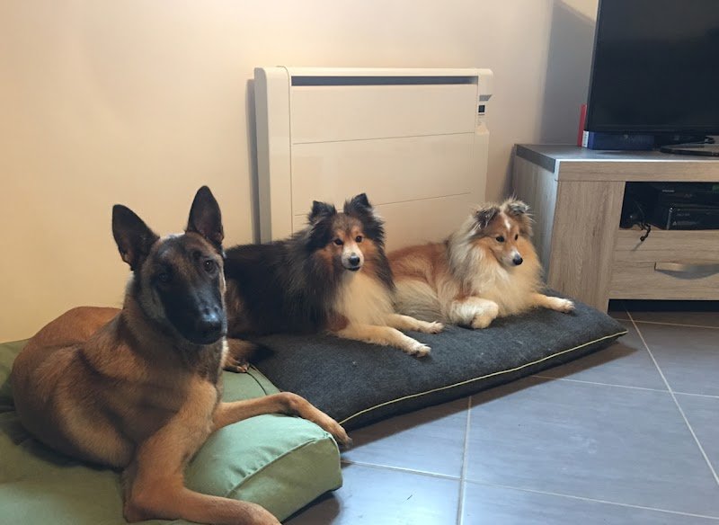 Betty Education Canine - photo 2