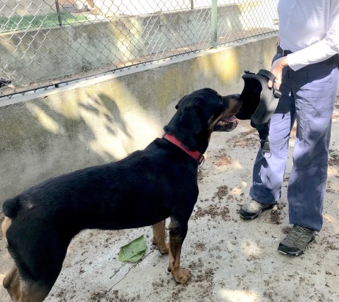 C'est plus Canin & Cie - photo 2