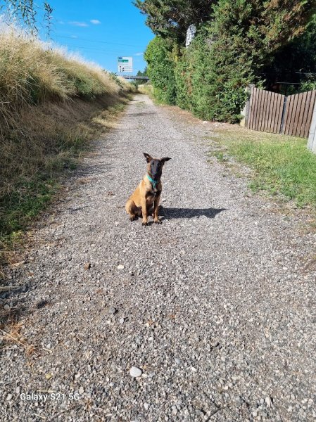 Pierre Louis Education Canine - photo 1