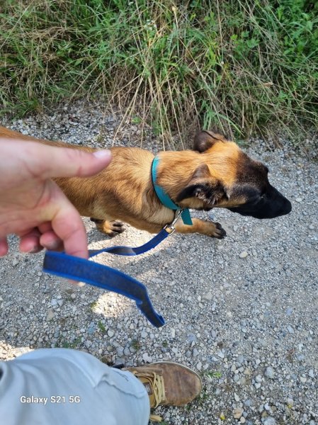 Pierre Louis Education Canine - photo 2