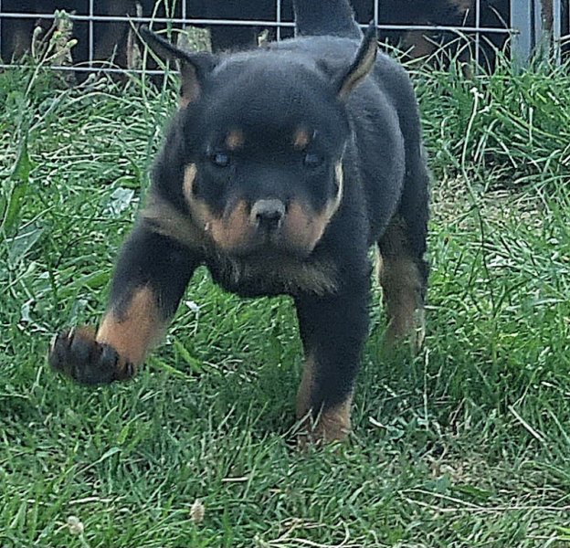 Pierre Louis Education Canine - photo 3