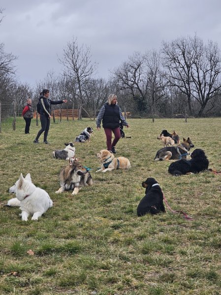 CLUB CANIN du PAS de LOUP