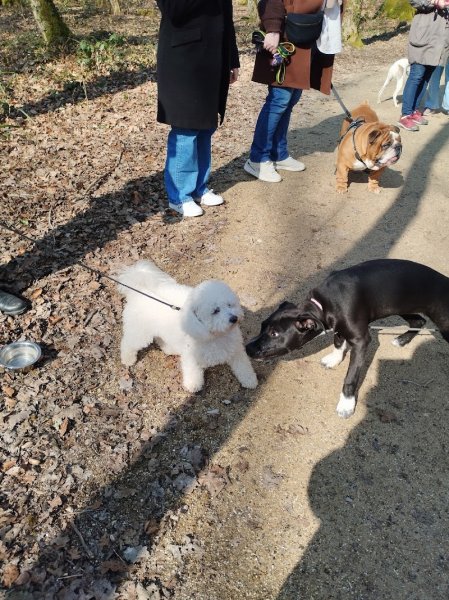 Ely & Dogs - photo 1