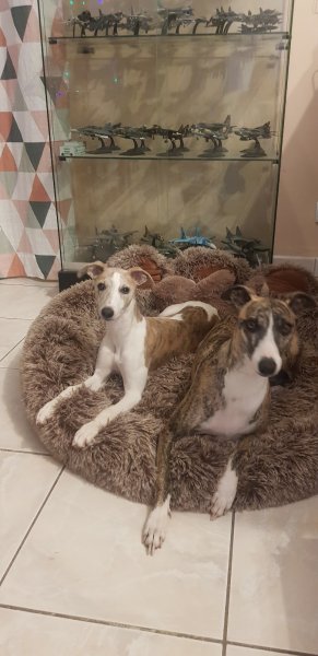 Ely & Dogs - photo 2