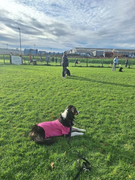 Sport Loisir Can'Ain - Club Canin à Péronnas - photo 2