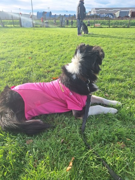 Sport Loisir Can'Ain - Club Canin à Péronnas - photo 3