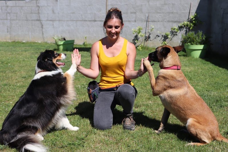 Dog's Angel - Educateur canin - photo 2