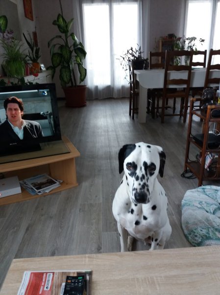 Club Canin des Dombes - photo 1