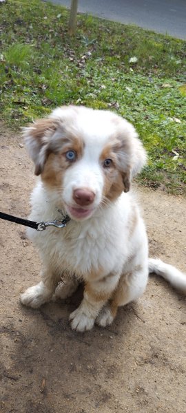 educ 1 chien - éducateur canin à domicile - photo 1