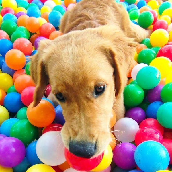 educ 1 chien - éducateur canin à domicile - photo 2