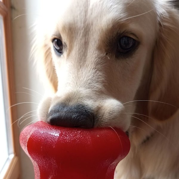 educ 1 chien - éducateur canin à domicile - photo 3