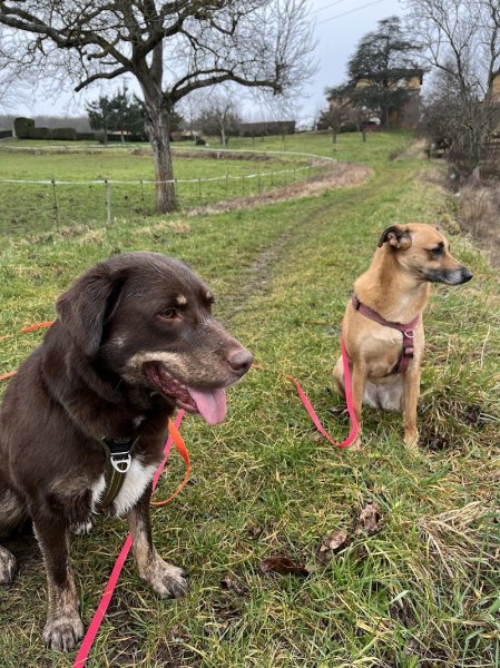 Education canine - Well Dog - photo 2